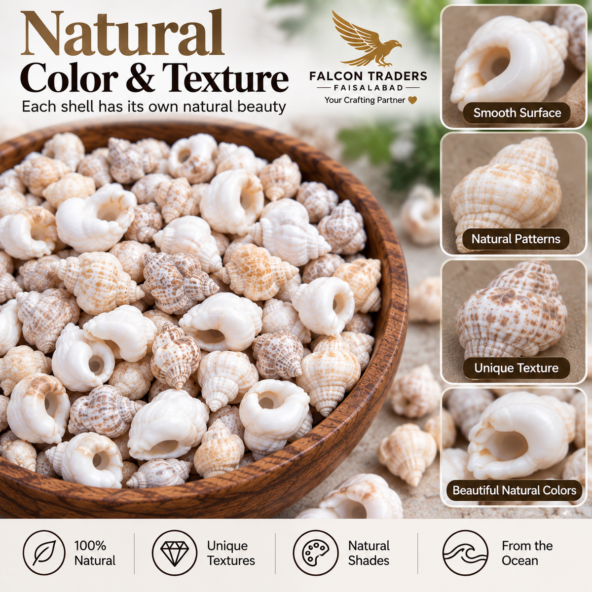 A promotional graphic for natural sea shell beads or shells in a wooden bowl, with text reading 'Natural Color & Texture' and a brand logo for Falcon Traders. The image includes inset close-ups showing shell textures and benefits like smooth surface, natural patterns, unique texture, and beautiful natural colors.