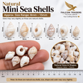 Promotional graphic for Falcon Traders Natural Mini Sea Shells, showing a size range of 8mm - 15mm. The top half displays various natural sea shell shapes and sizes with dimension lines, while the bottom half shows several shells being held in a hand for scale, alongside a ruler and a close-up inset of mixed shells.
